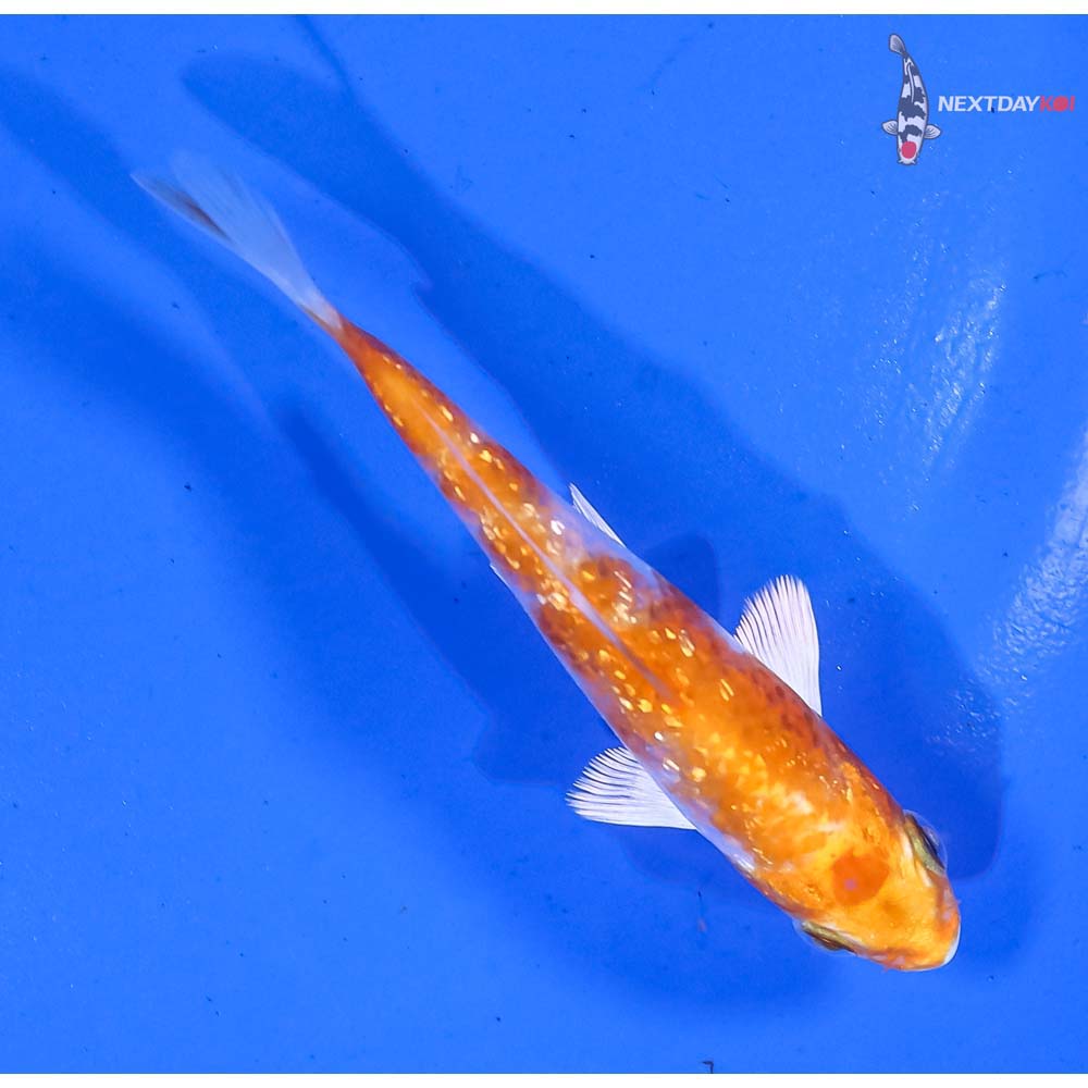 3” Imported Gin Rin Hariwake