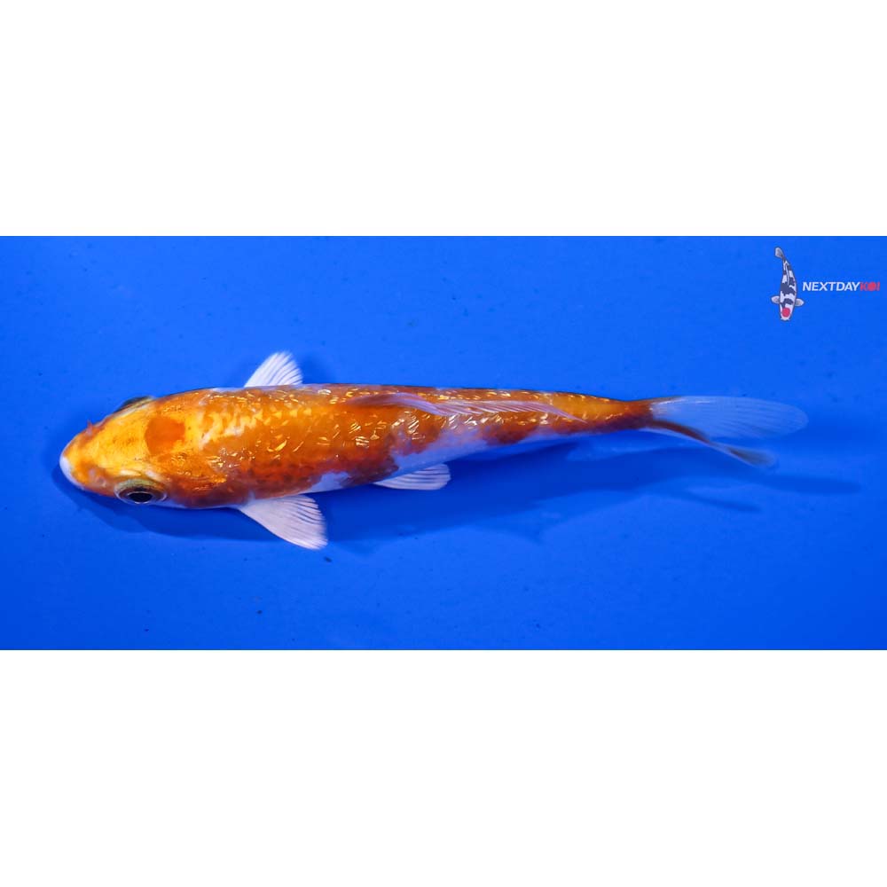 3” Imported Gin Rin Hariwake