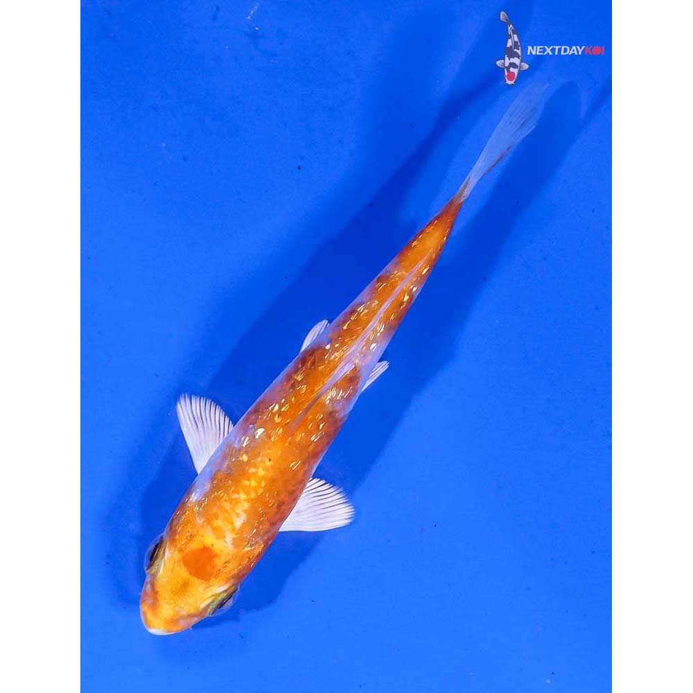 3” Imported Gin Rin Hariwake