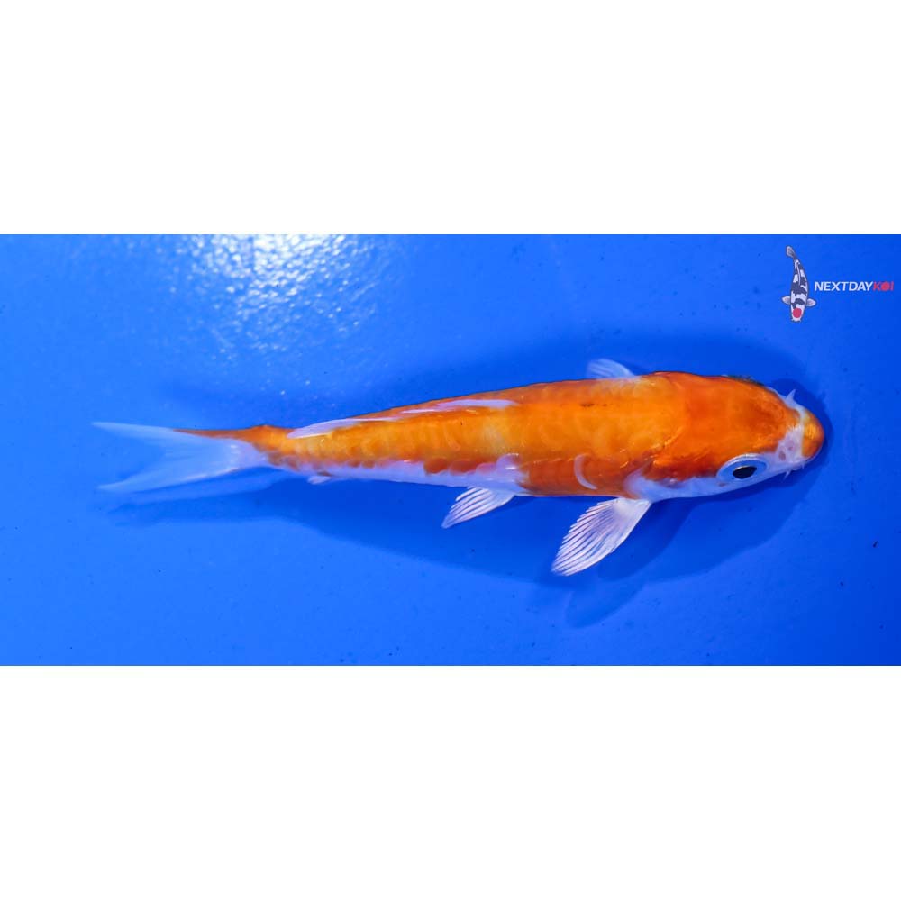 3.5” Imported Armor Scaled Hariwake