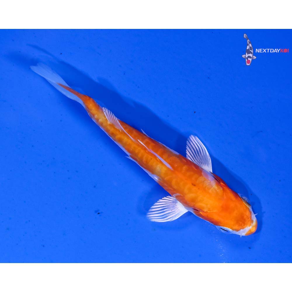 3.5” Imported Armor Scaled Hariwake