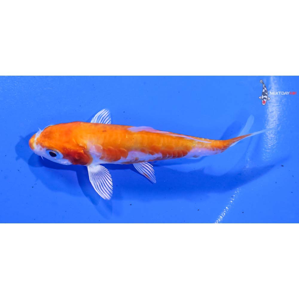 3.5” Imported Armor Scaled Hariwake