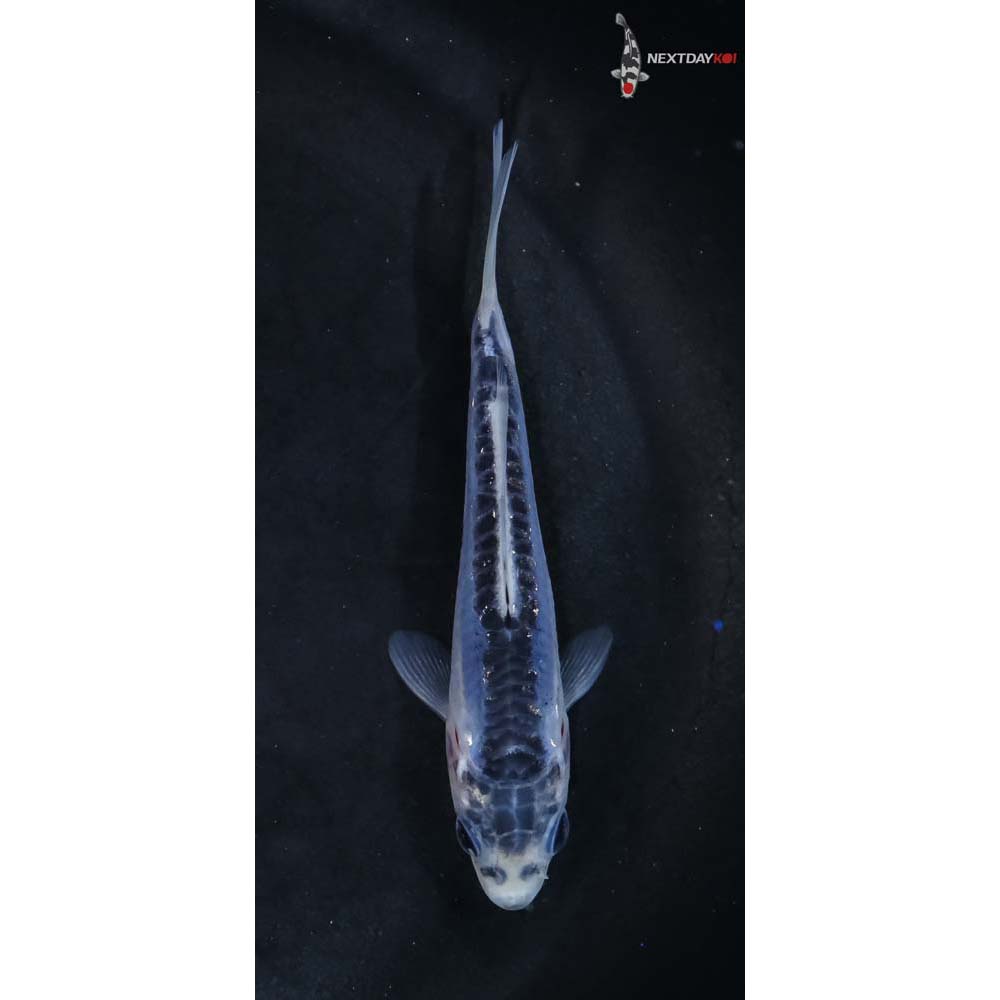 3.5” Imported Shusui