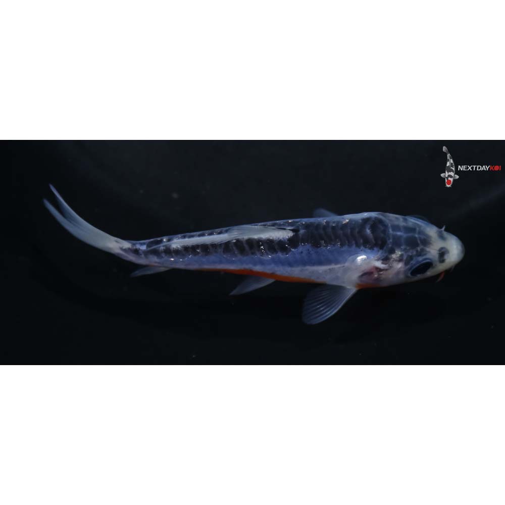 3.5” Imported Shusui
