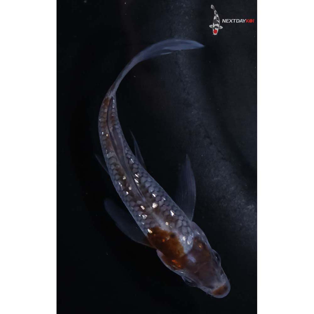 4” Imported Gin Rin Ochiba Shigure Butterfly Koi