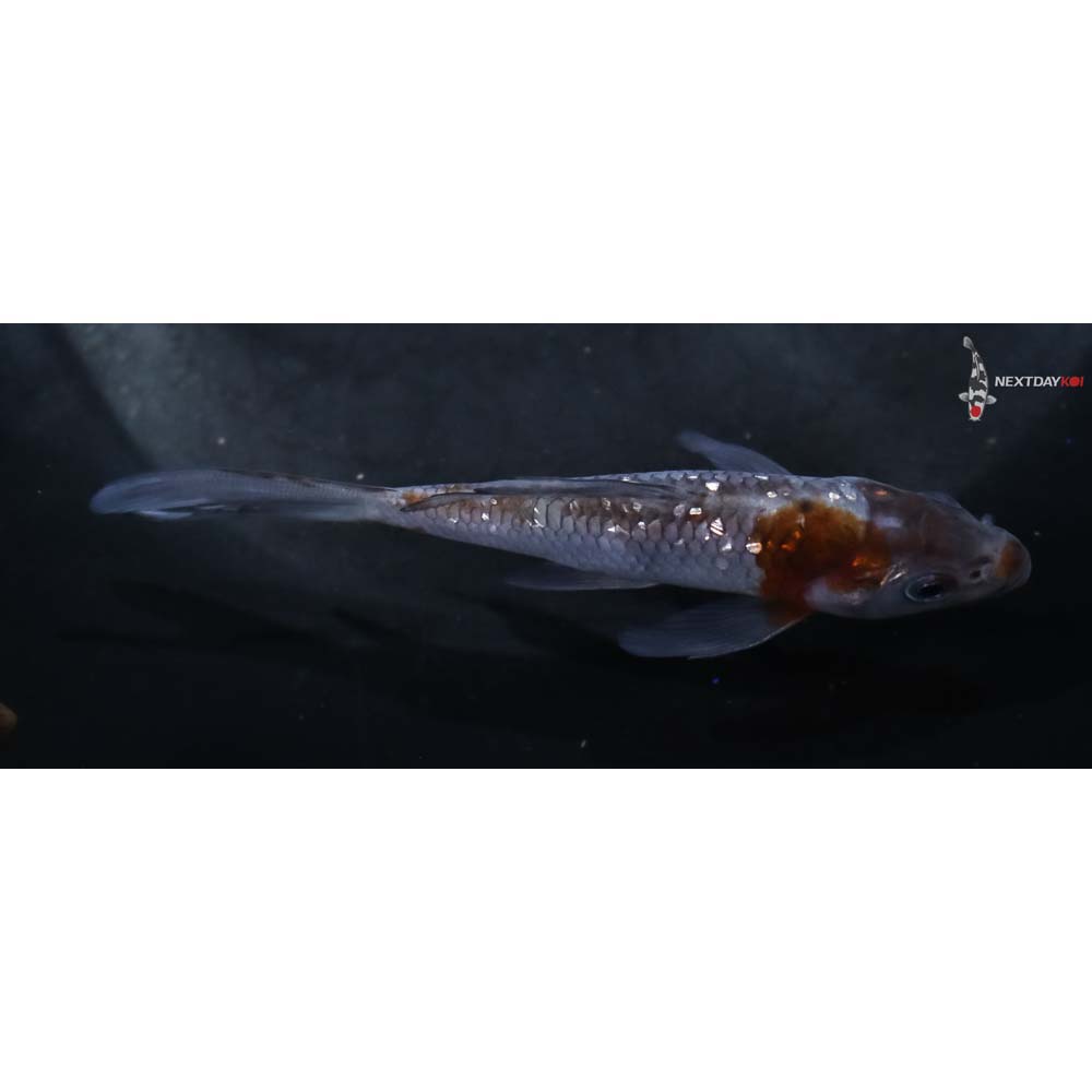 4” Imported Gin Rin Ochiba Shigure Butterfly Koi