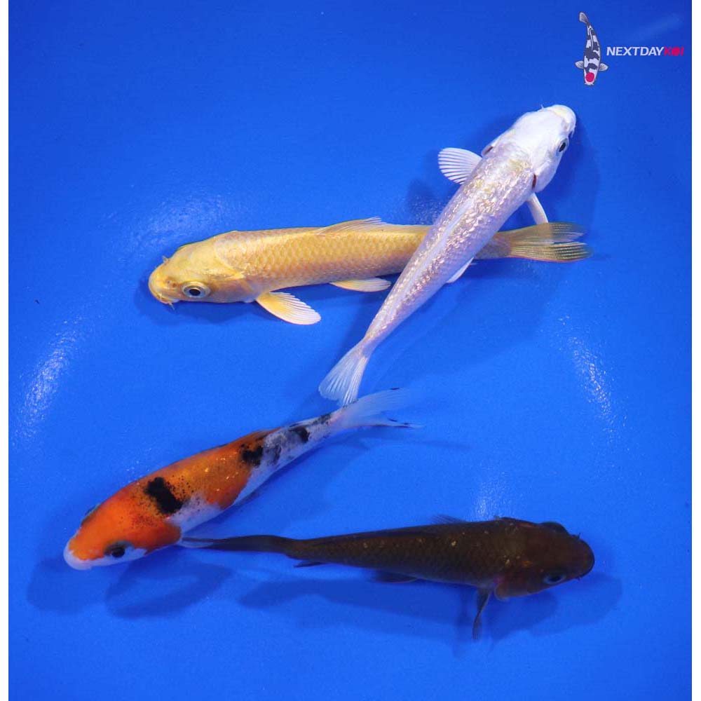 Lot of (4) 3-3.5” Imported Assorted Koi