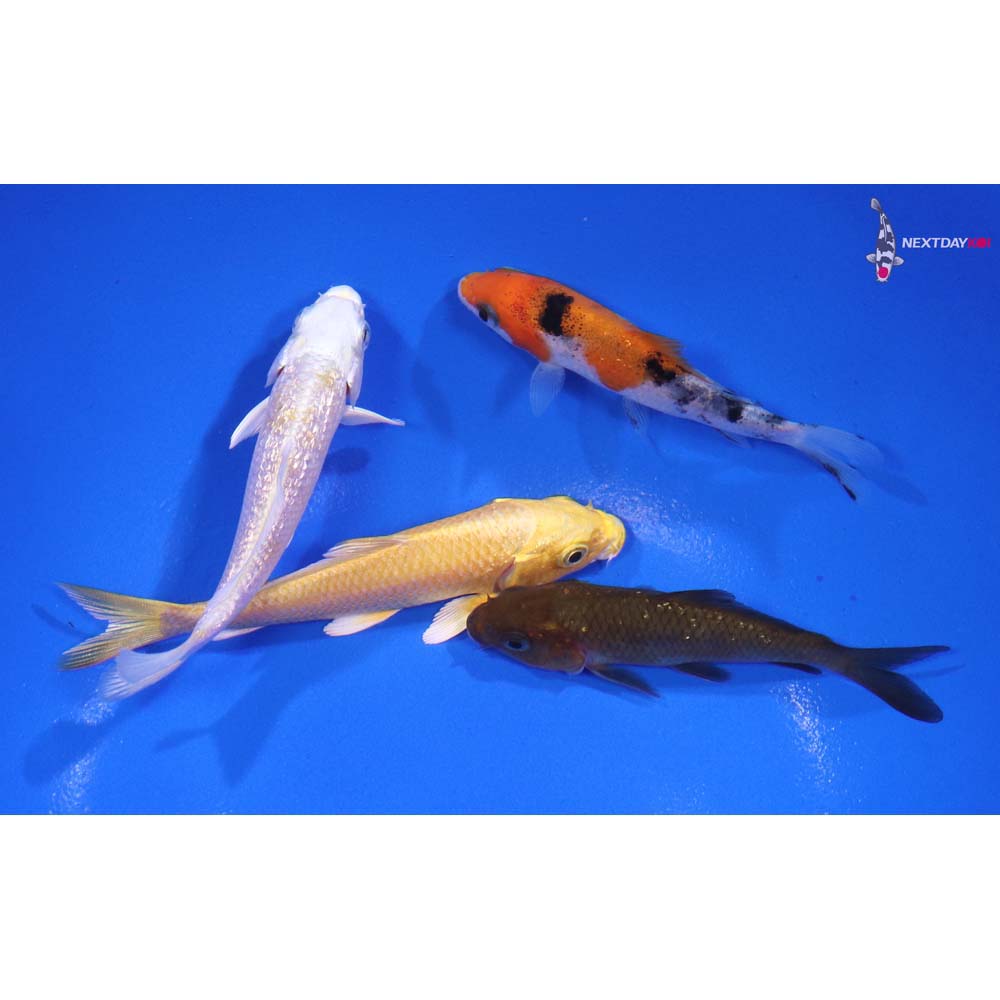 Lot of (4) 3-3.5” Imported Assorted Koi