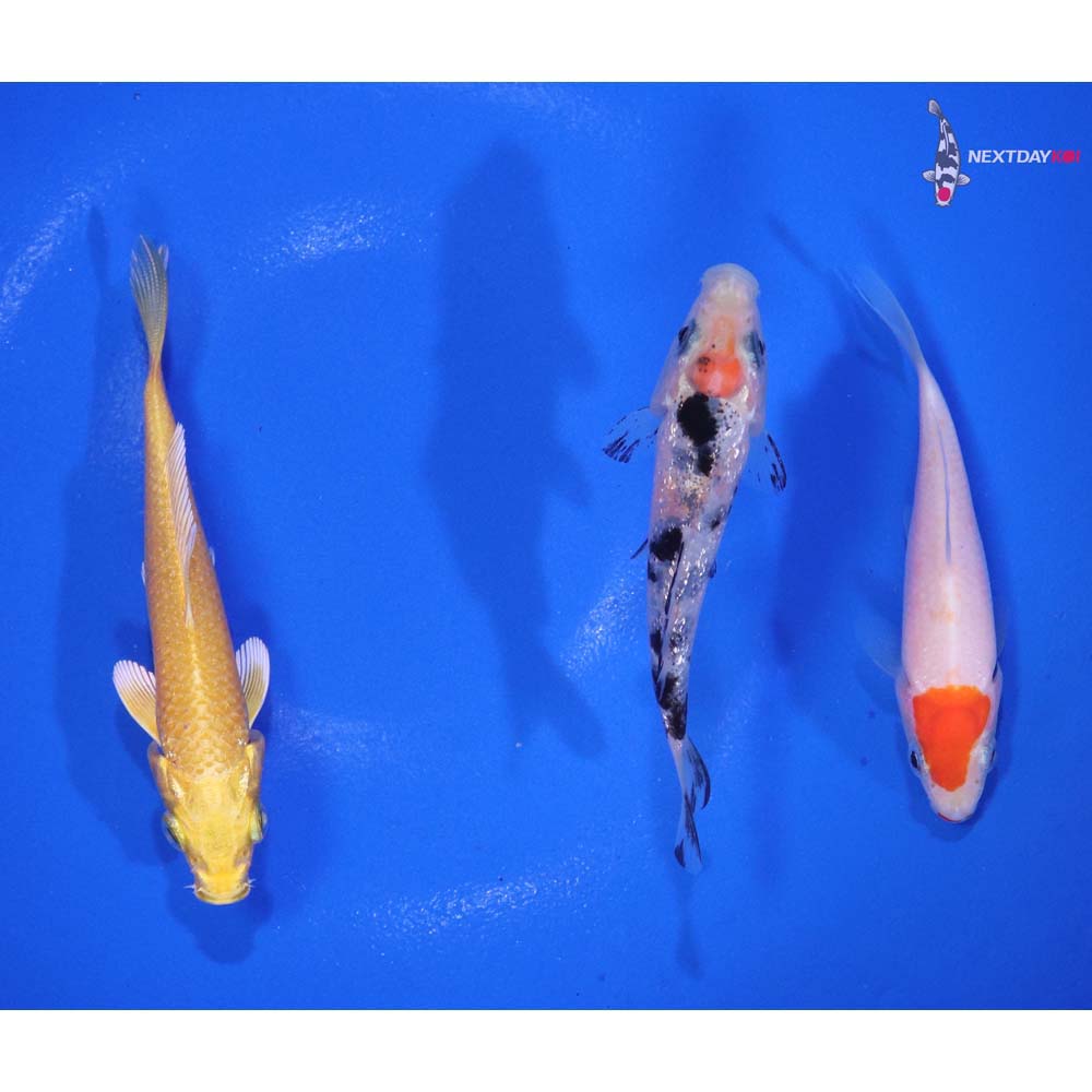 Lot of (3) 3-3.5” Imported Assorted Koi