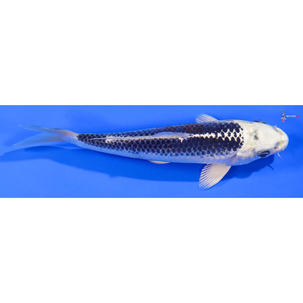 6” Imported Gin Matsuba