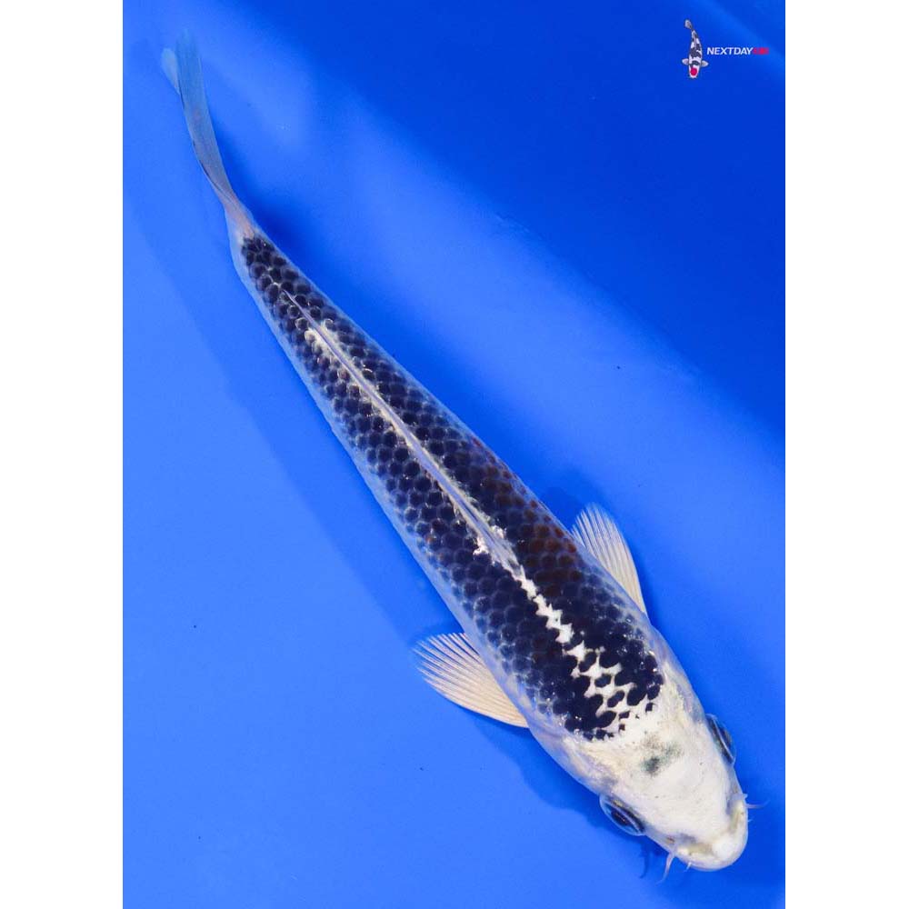 6” Imported Gin Matsuba