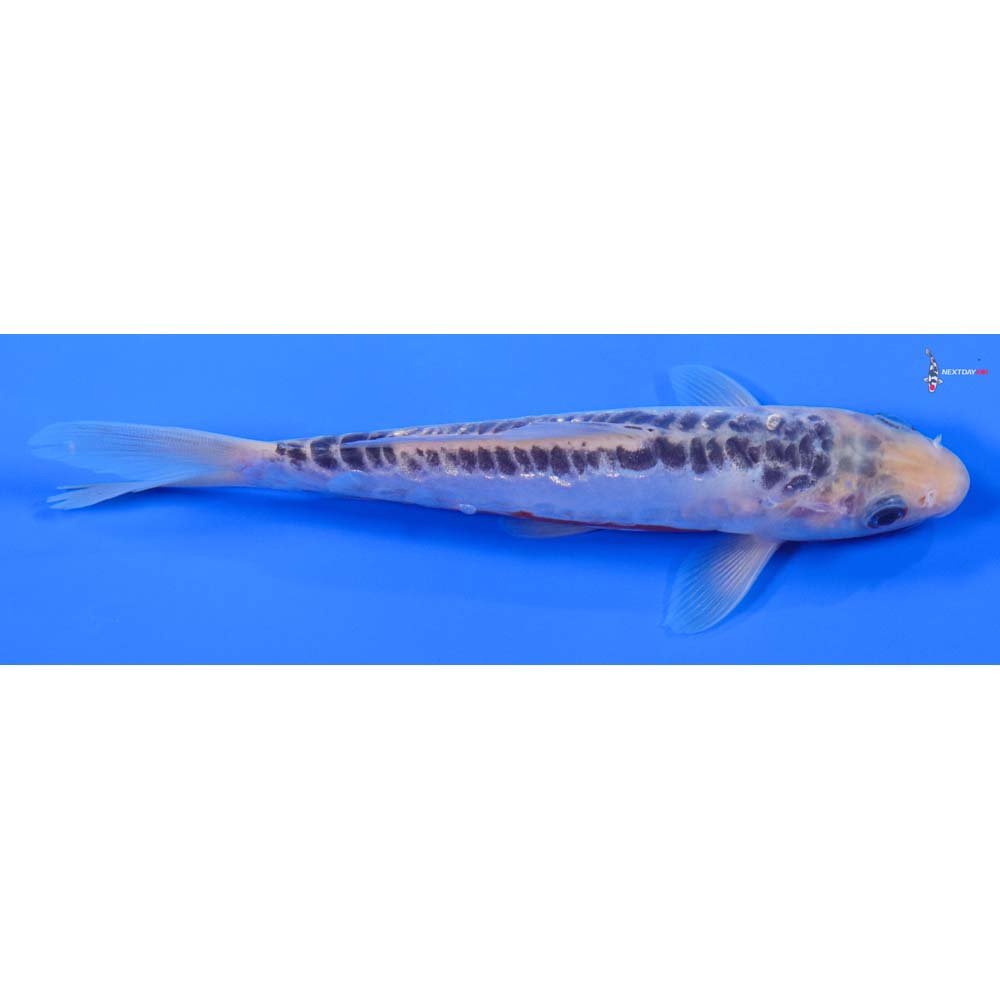 6” Imported Shusui