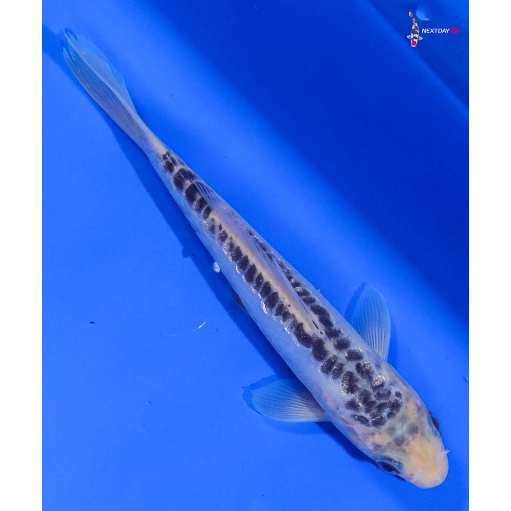 6” Imported Shusui