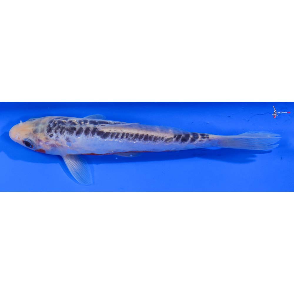 6” Imported Shusui