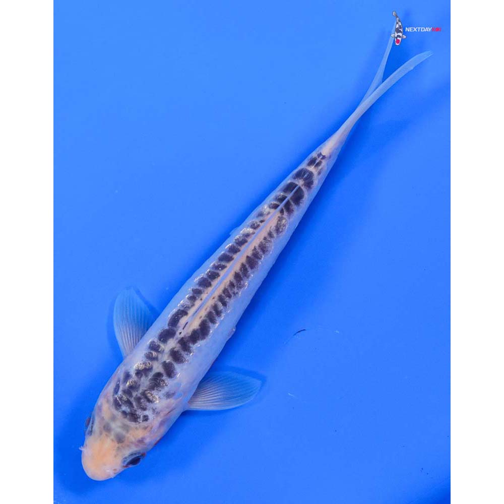 6” Imported Shusui