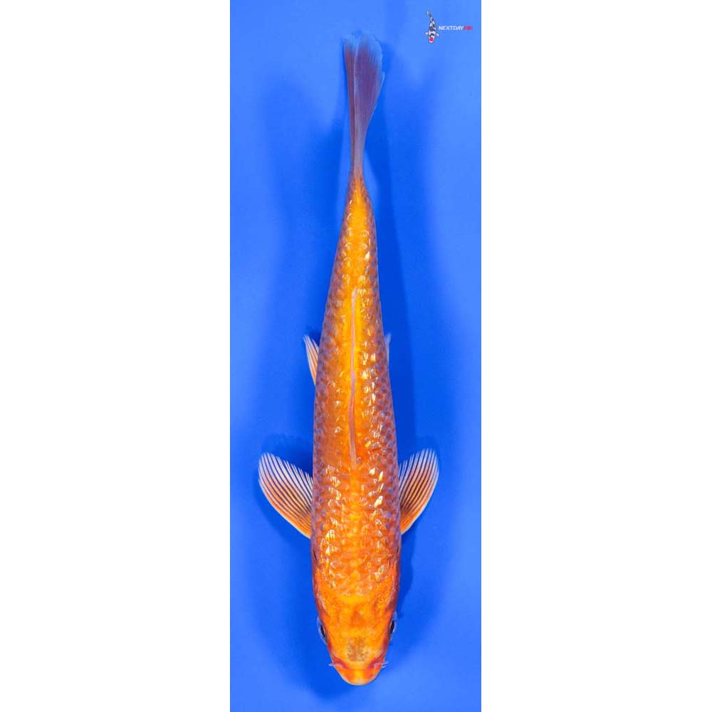 6” Imported Gin Rin Orenji Ogon