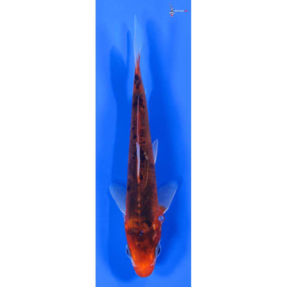 6” Imported Hana Shusui
