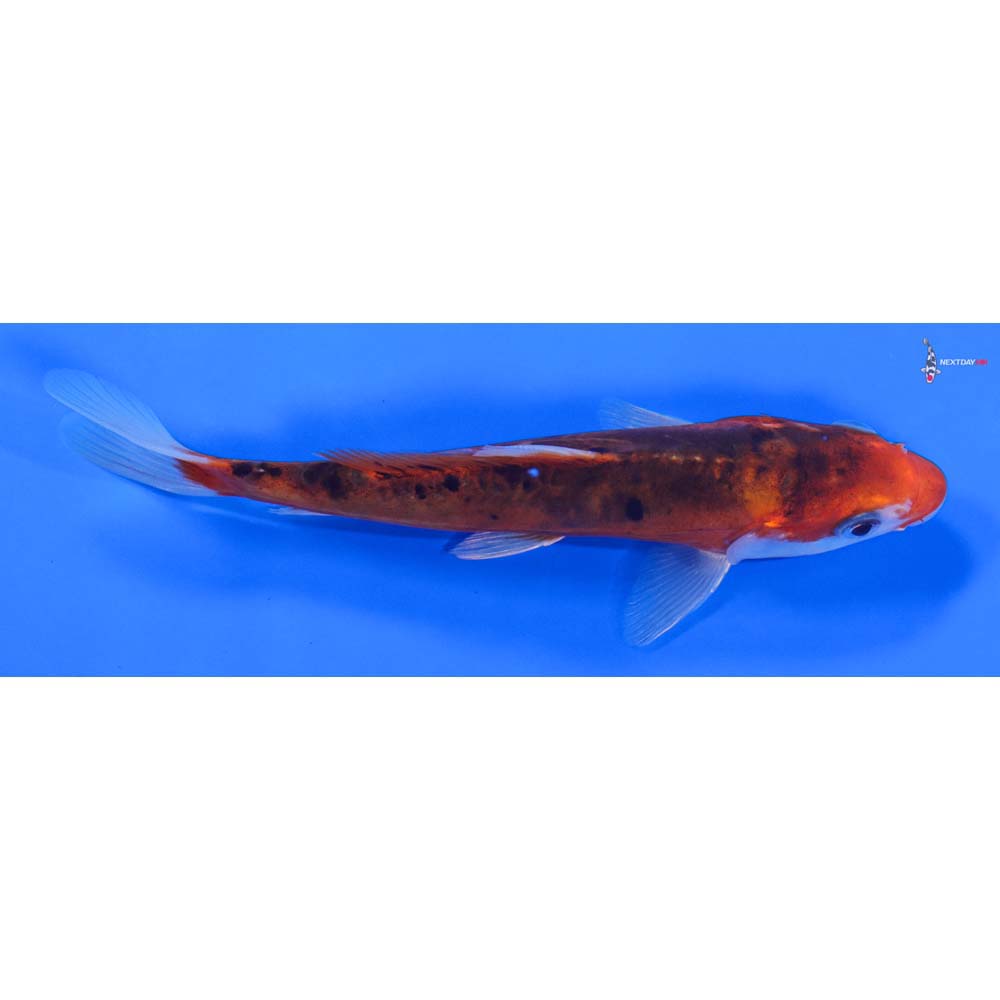 6” Imported Hana Shusui