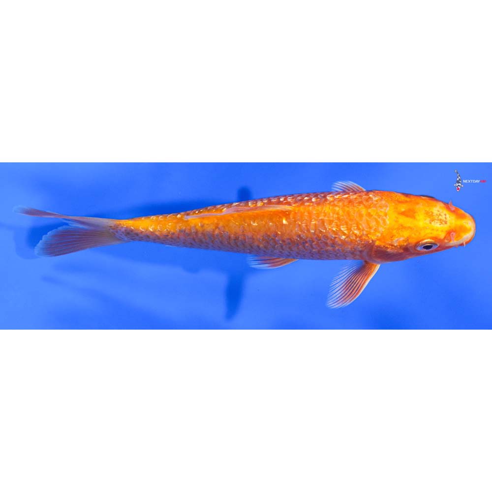 6” Imported Gin Rin Orenji Ogon