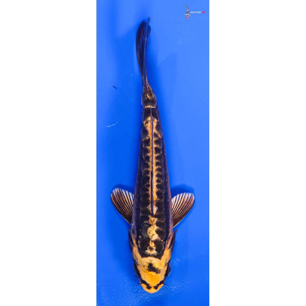 6” Imported Kin Kikokuryu