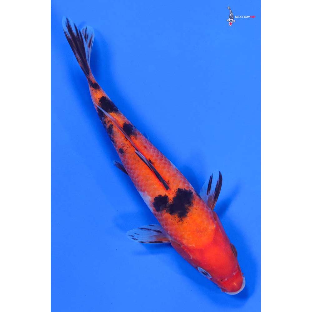 6.5” Imported Sanke