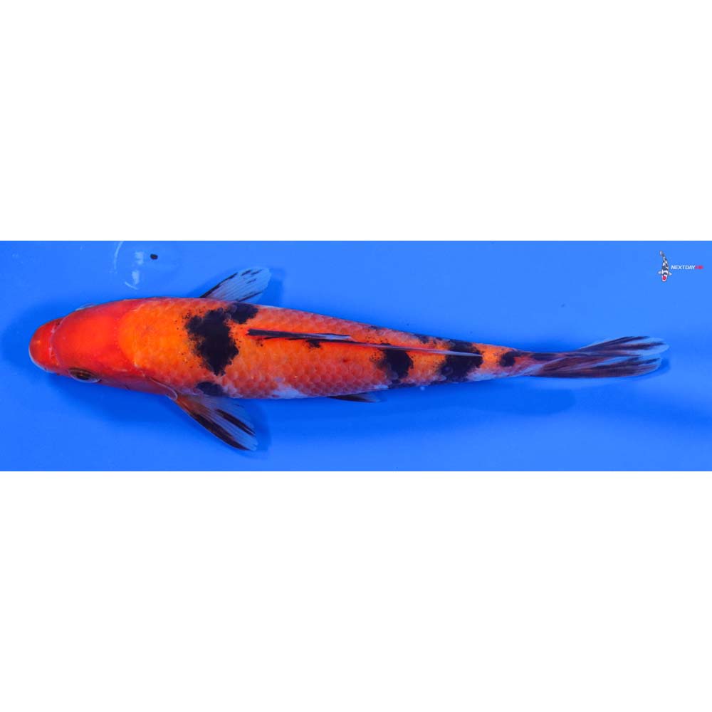 6.5” Imported Sanke