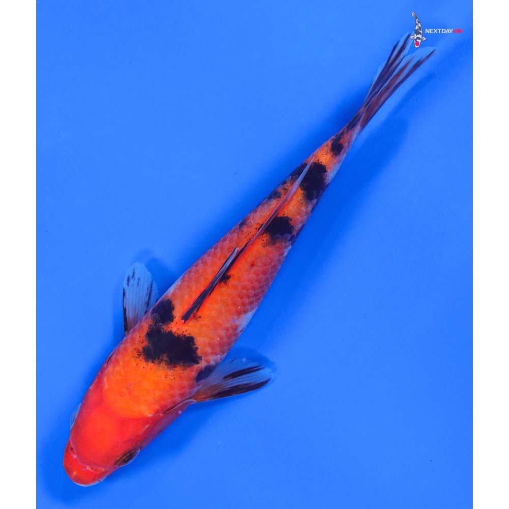 6.5” Imported Sanke