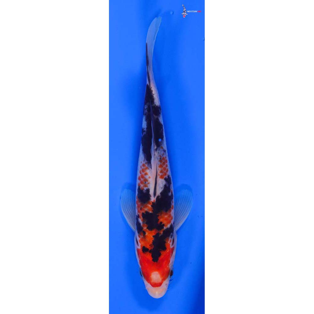 6.5” Imported Sanke
