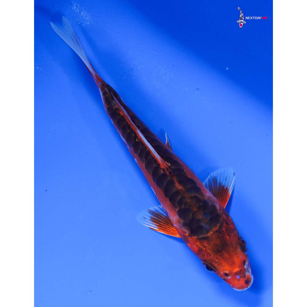 5” Imported Hana Shusui