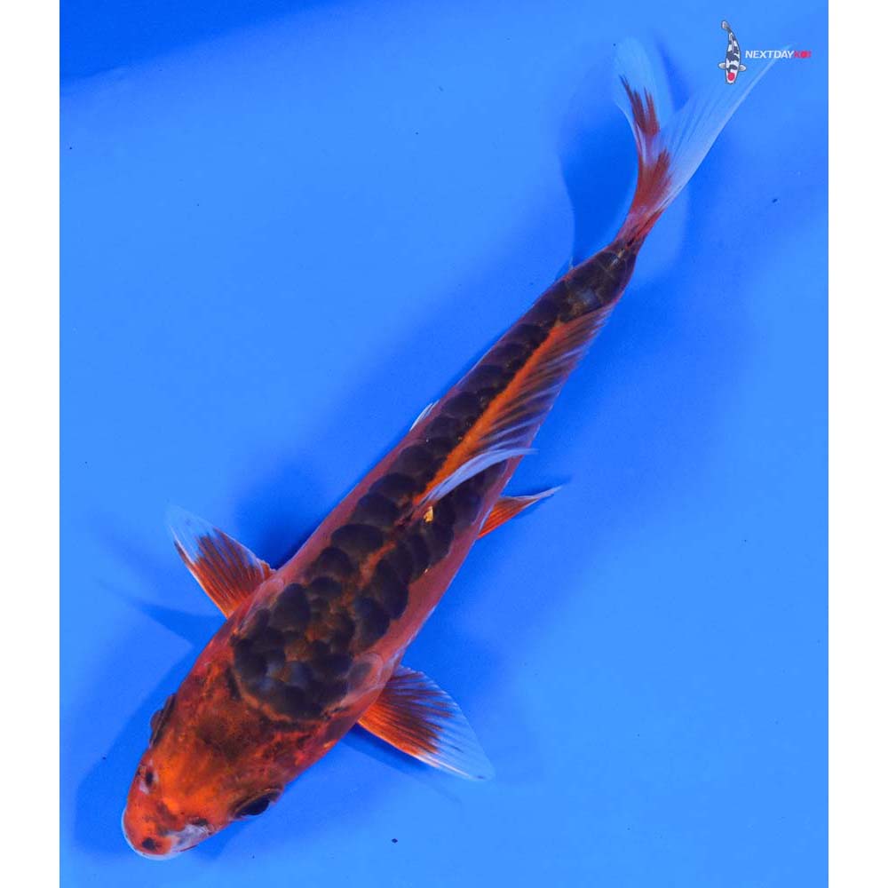 5” Imported Hana Shusui