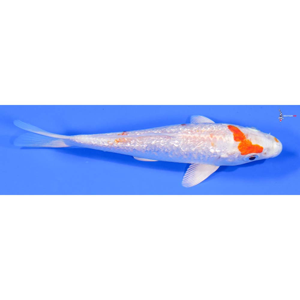 5” Imported Gin Rin Hariwake