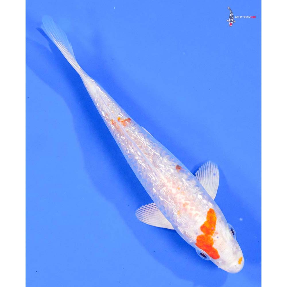 5” Imported Gin Rin Hariwake