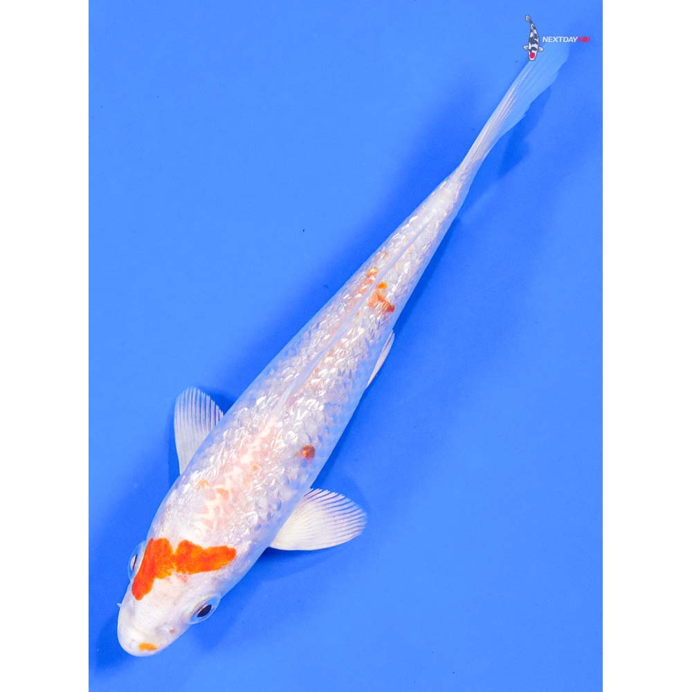 5” Imported Gin Rin Hariwake