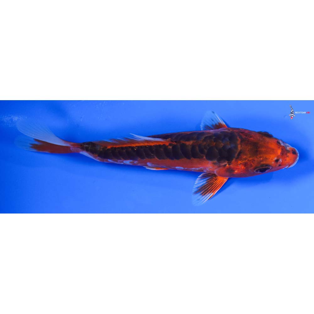 5” Imported Hana Shusui