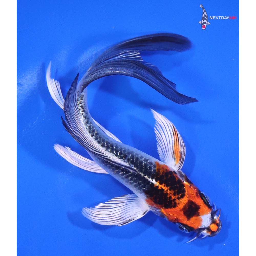 5” Imported Kujaku Butterfly Koi