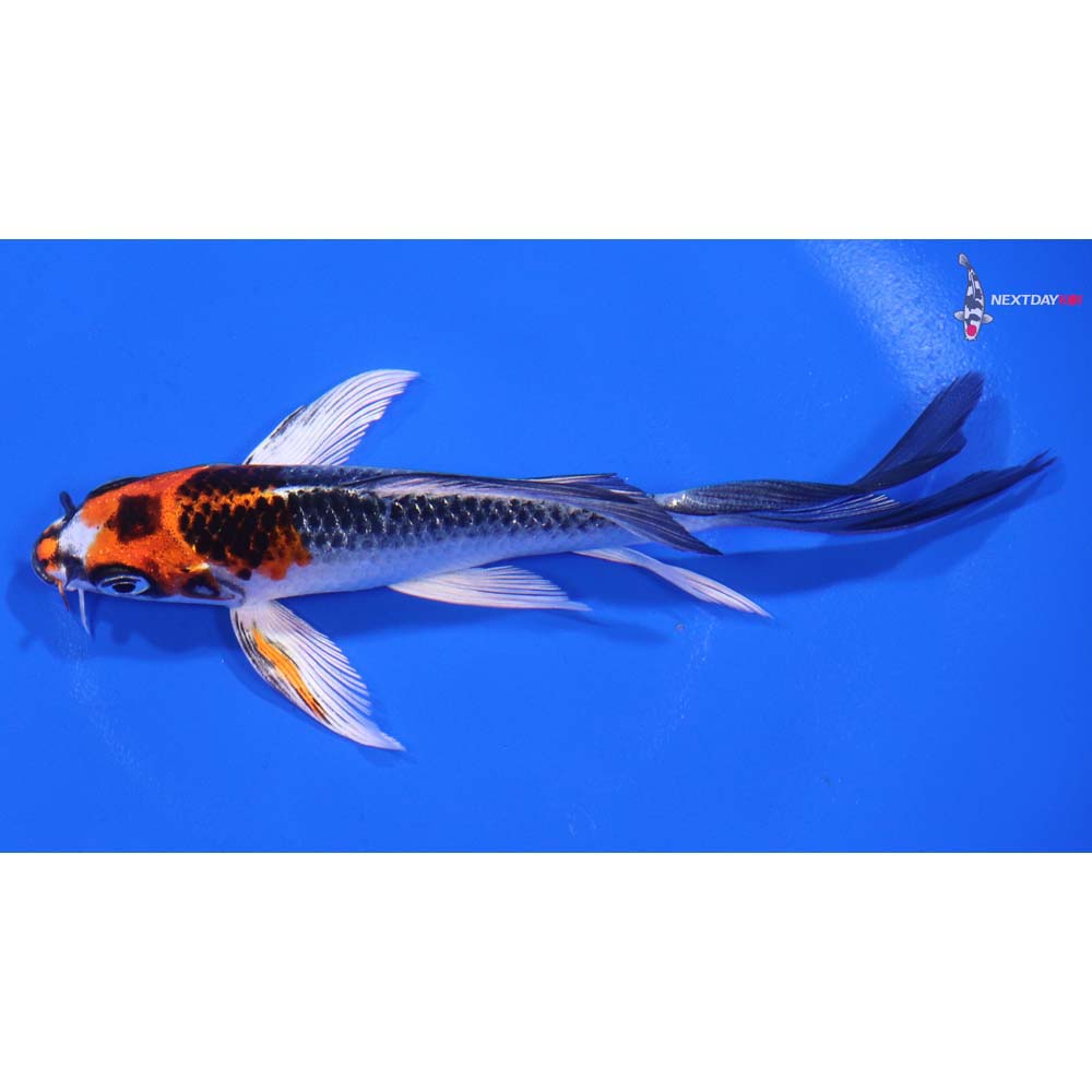 5” Imported Kujaku Butterfly Koi