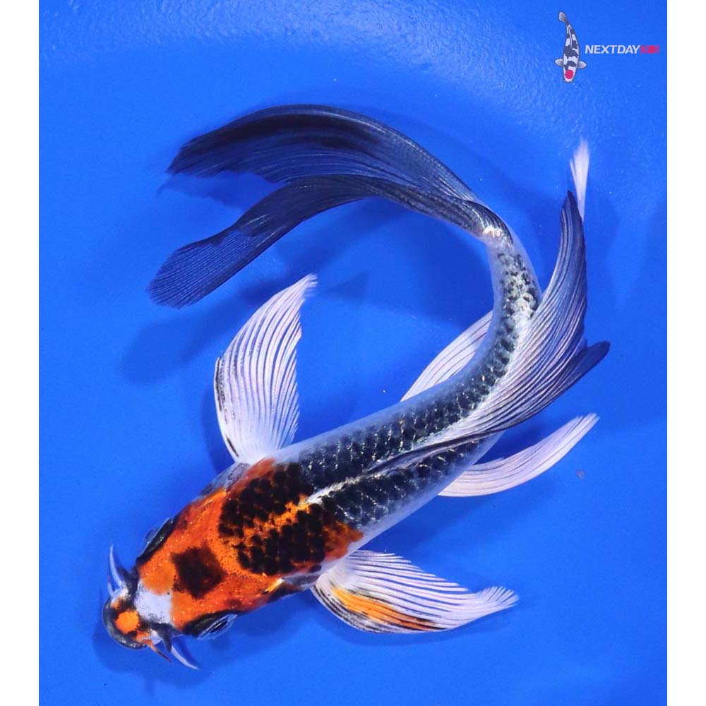 5” Imported Kujaku Butterfly Koi