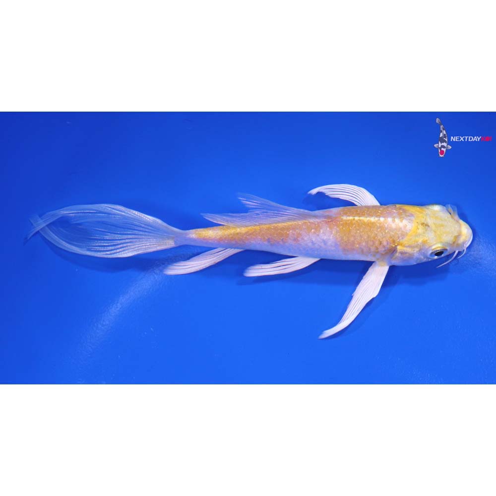 5” Imported Lemon Hariwake Butterfly Koi