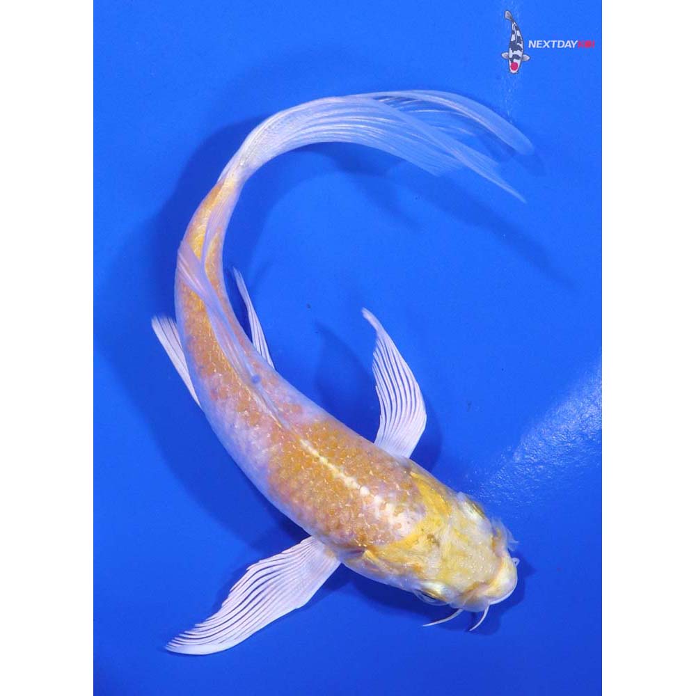 5” Imported Lemon Hariwake Butterfly Koi
