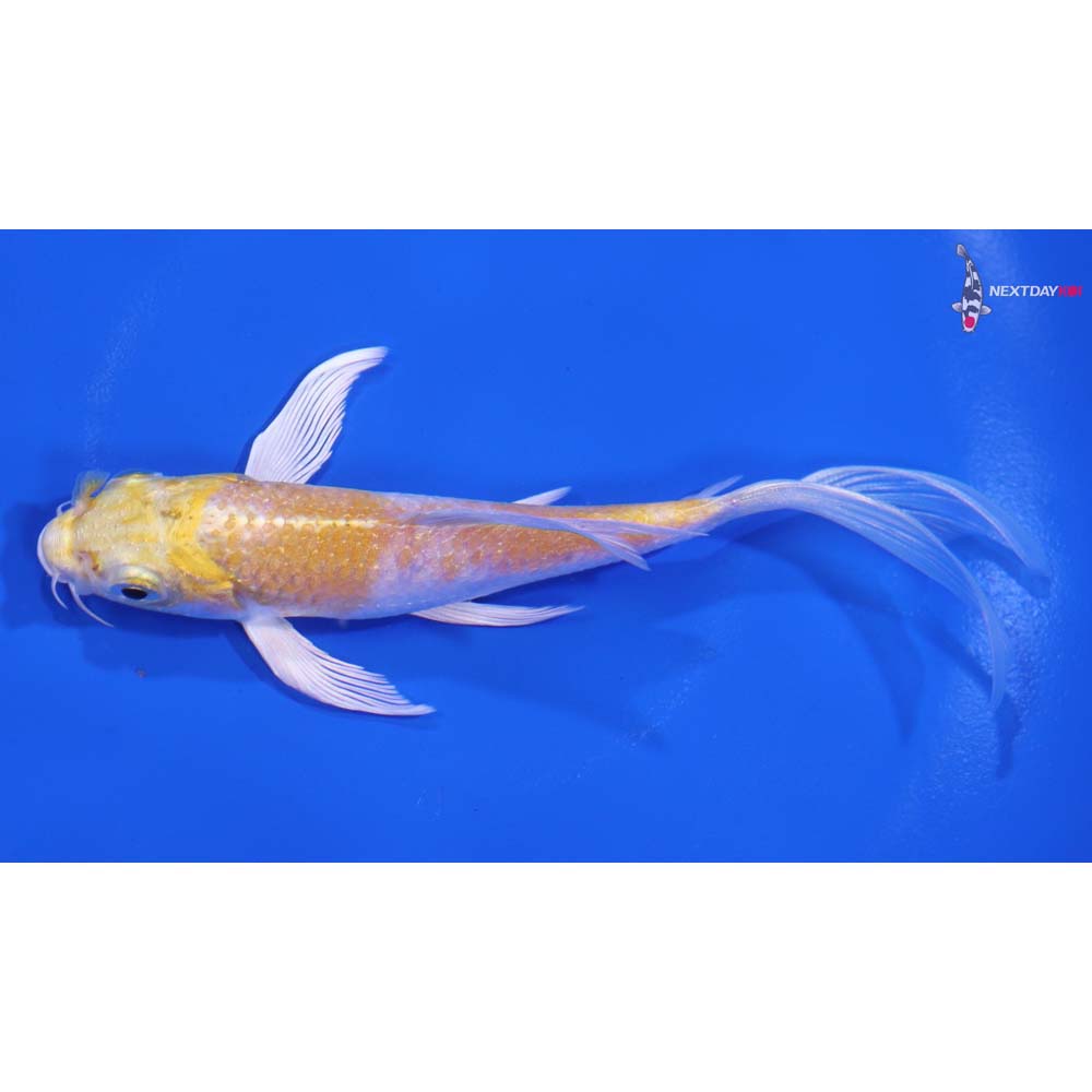 5” Imported Lemon Hariwake Butterfly Koi