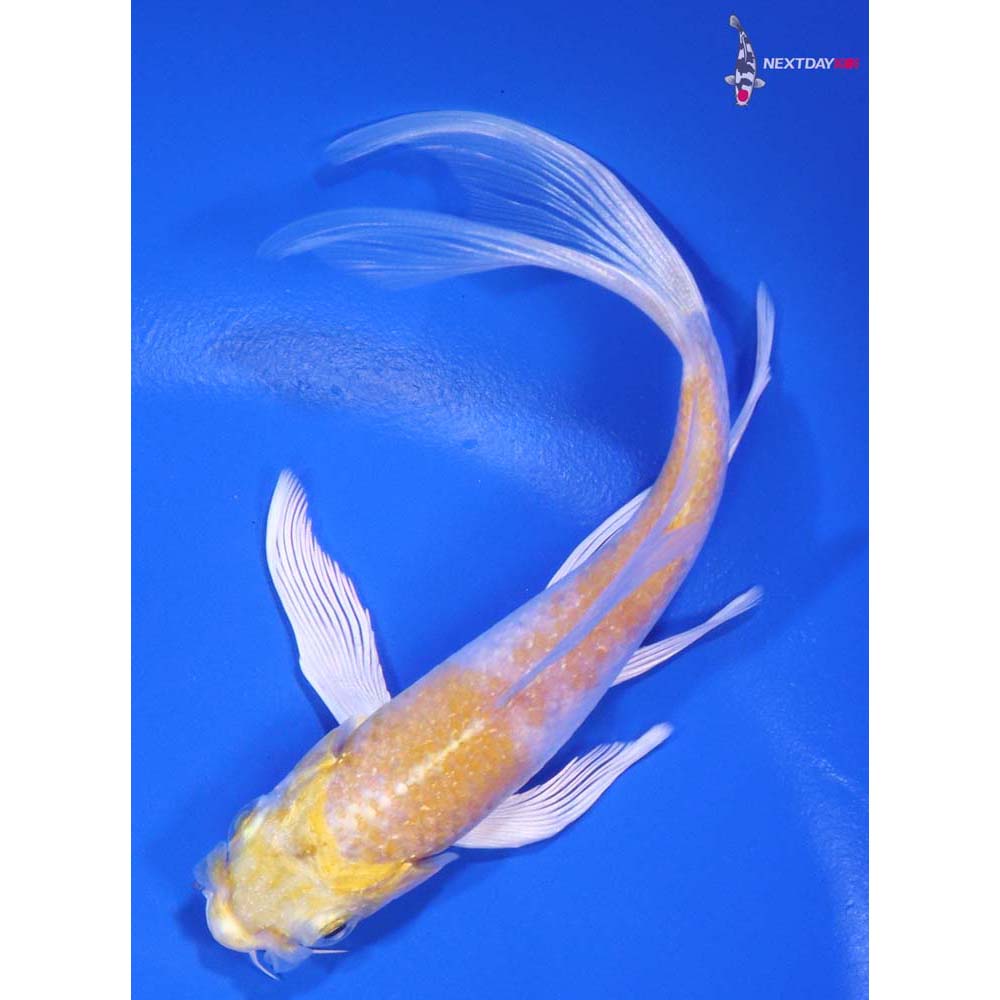 5” Imported Lemon Hariwake Butterfly Koi