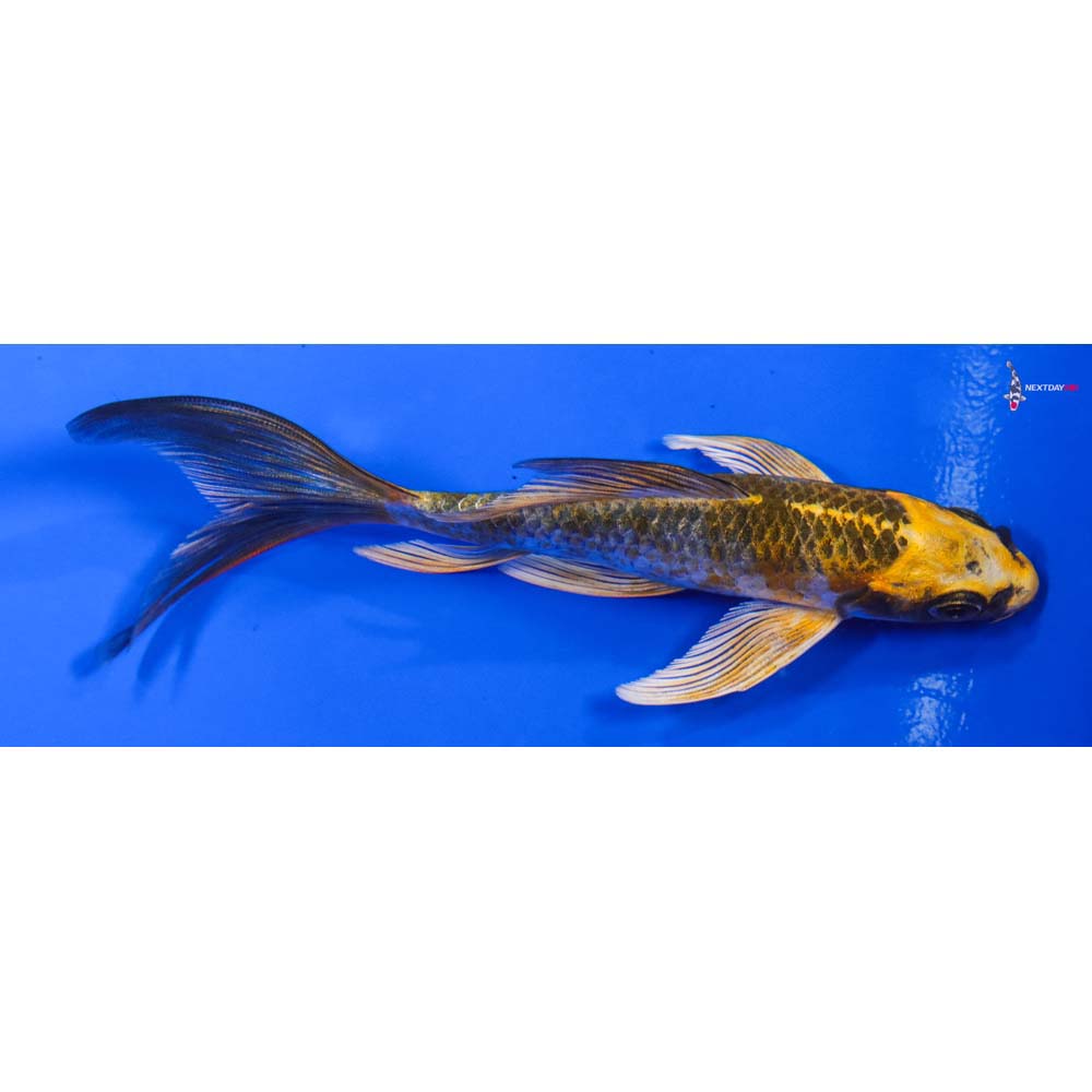 5.5” Imported Kujaku Butterfly Koi