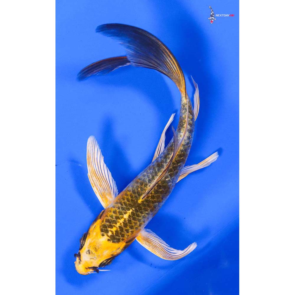 5.5” Imported Kujaku Butterfly Koi