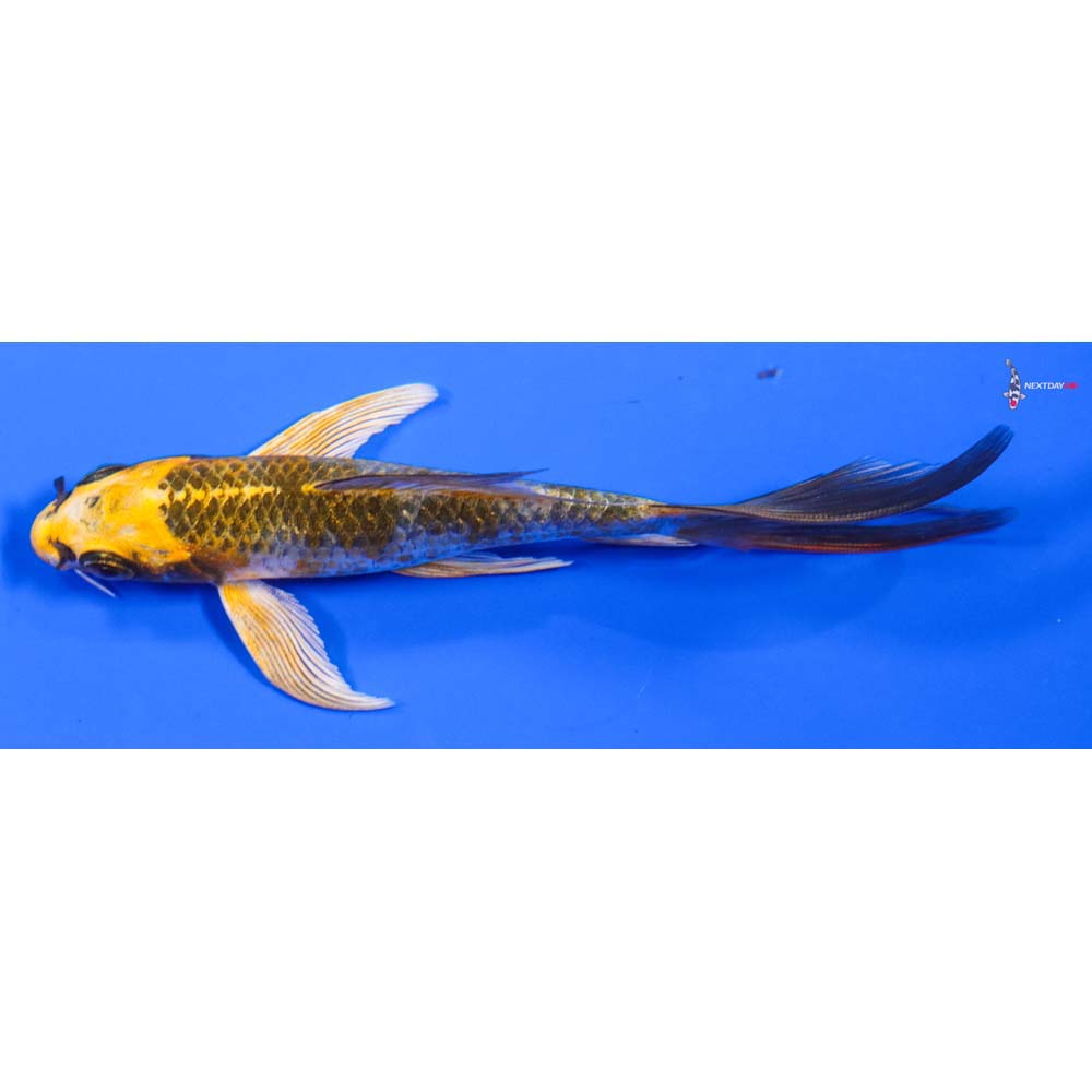 5.5” Imported Kujaku Butterfly Koi