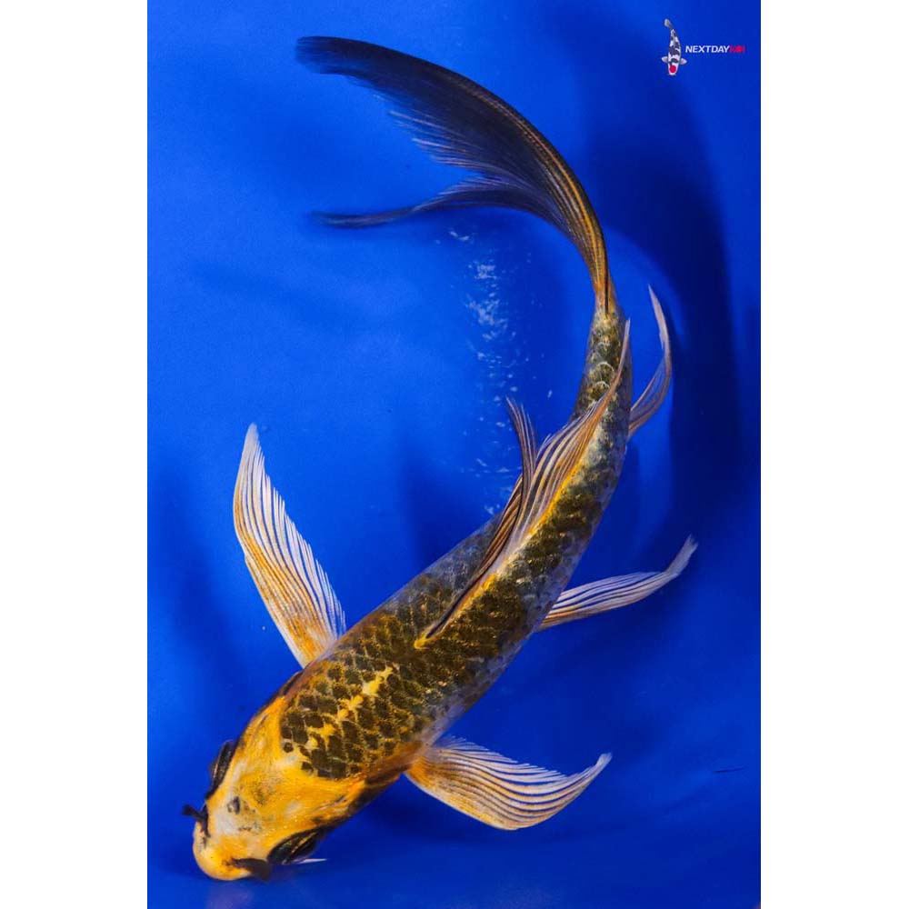 5.5” Imported Kujaku Butterfly Koi