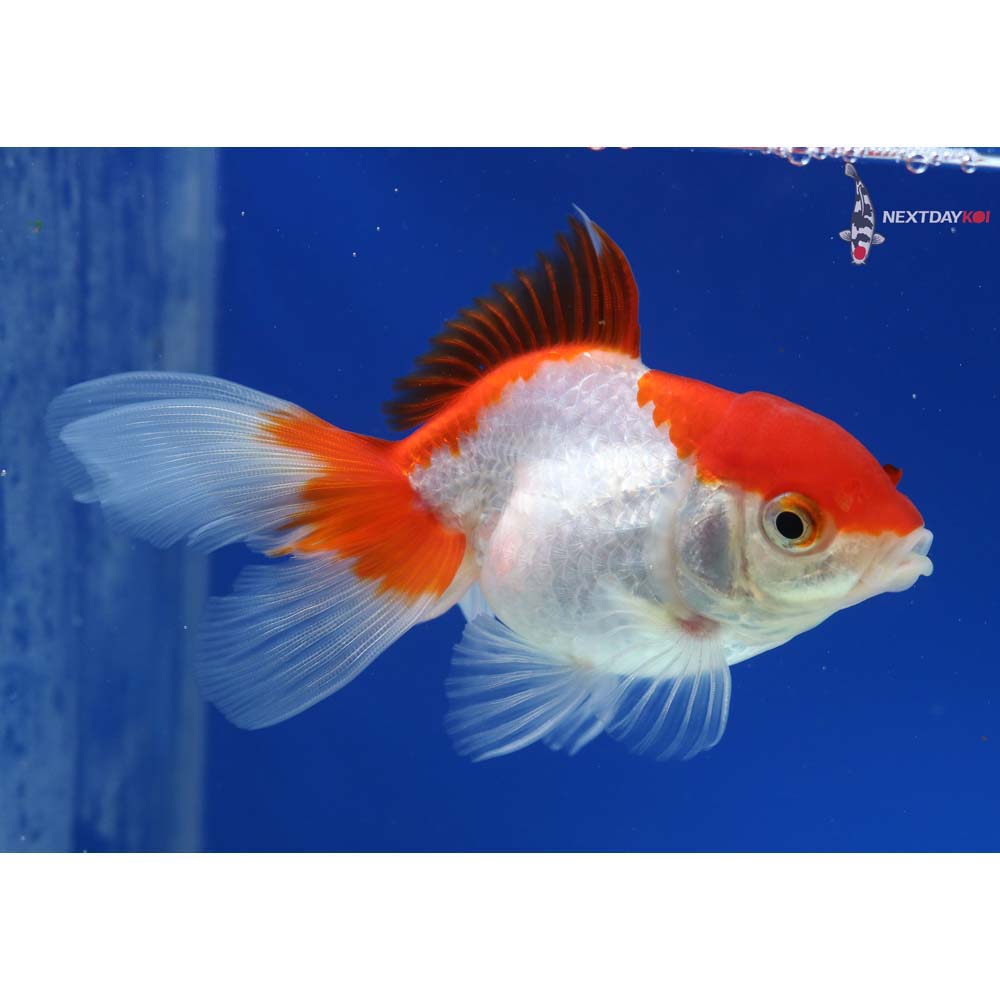 4.5” Imported Red and White Oranda