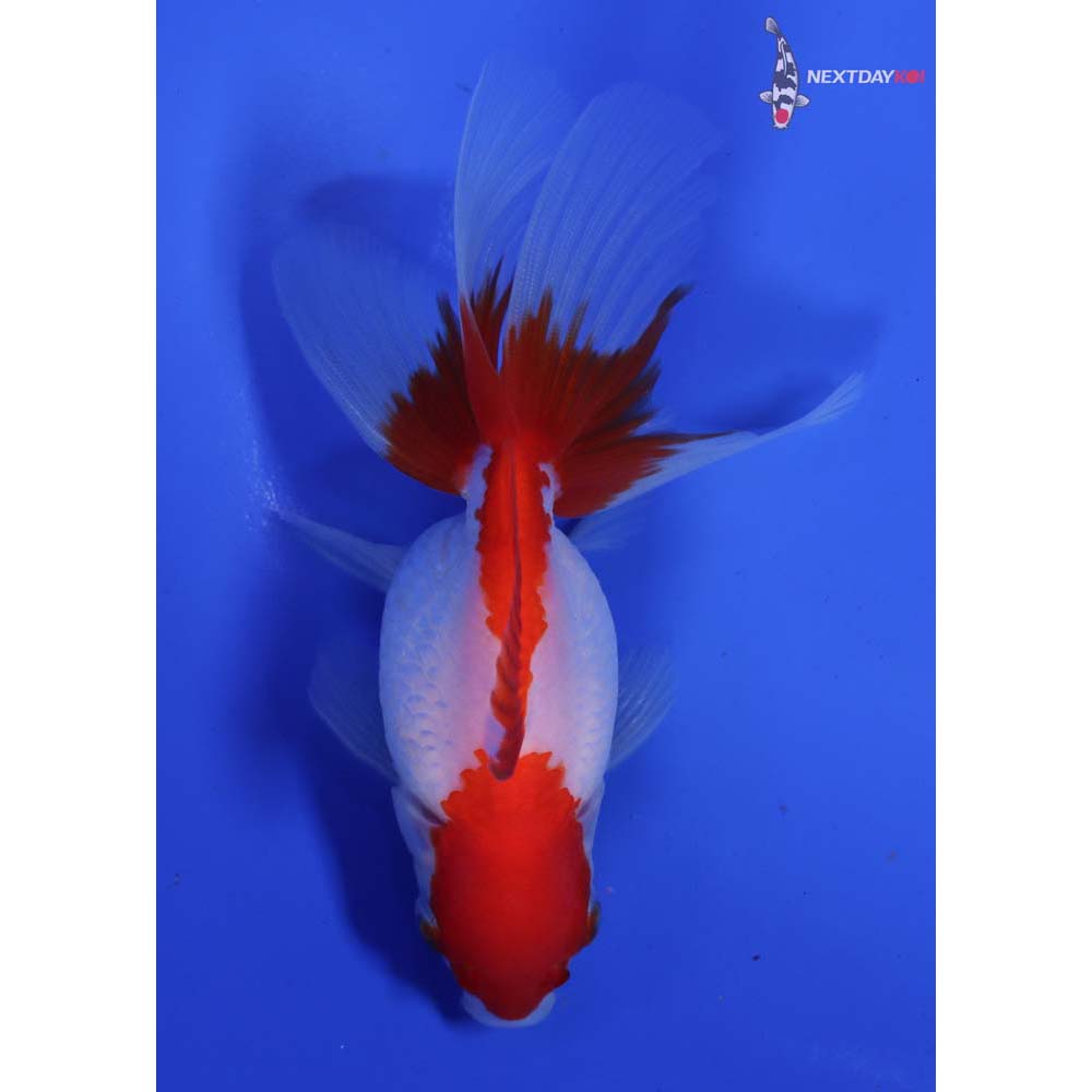 4.5” Imported Red and White Oranda