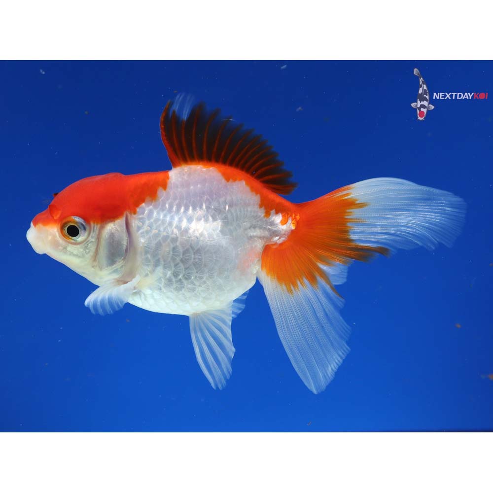 4.5” Imported Red and White Oranda
