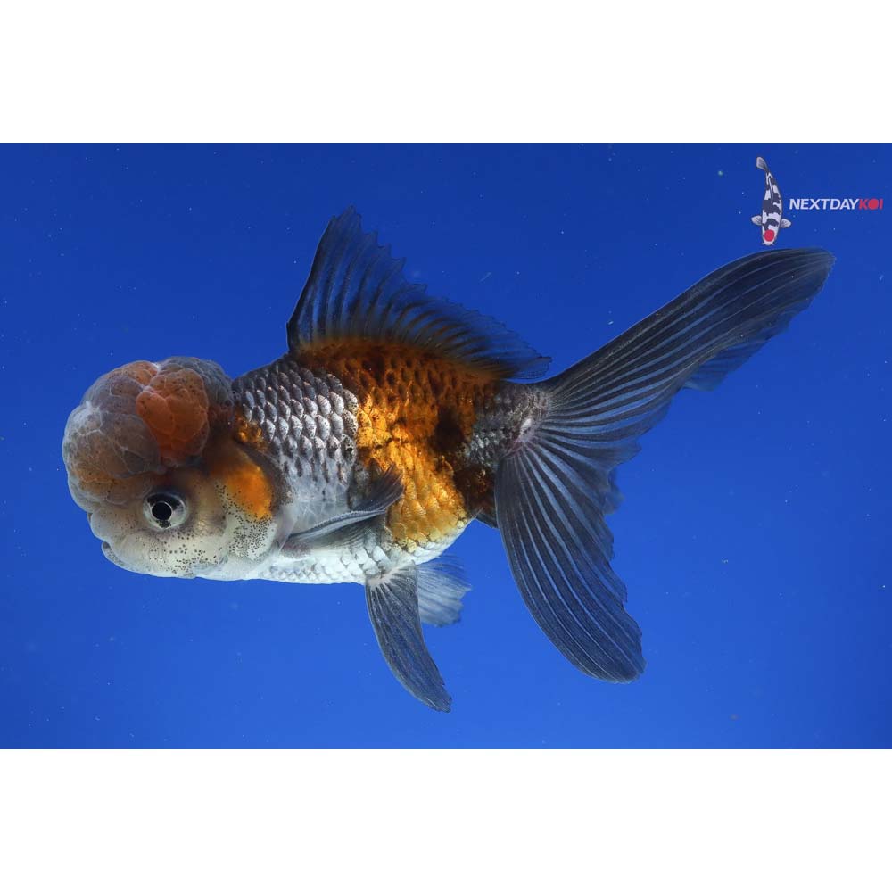 4.5” Imported Blue Oranda