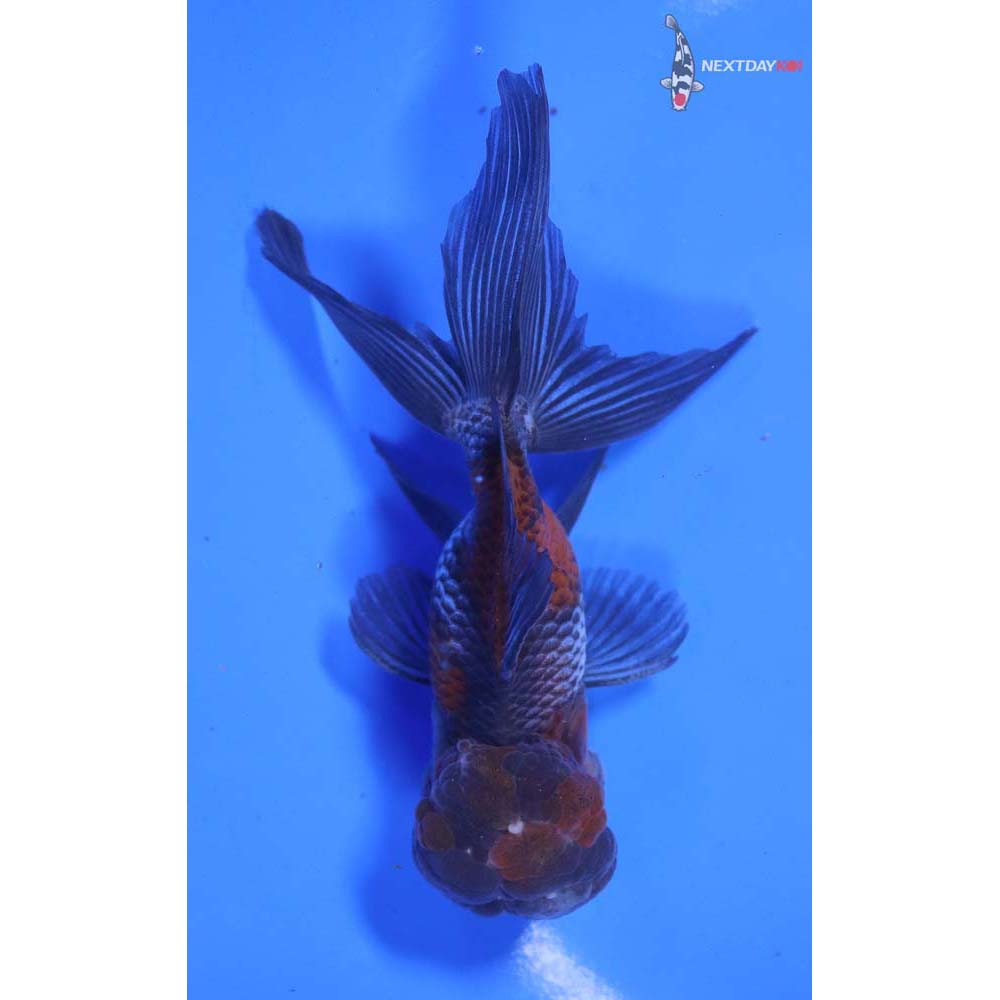 4.5” Imported Blue Oranda